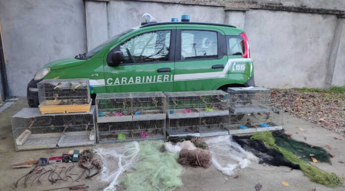 Sequestrati 200 uccelli e decine di strumenti di cattura illegali Foto sequestro uccelli