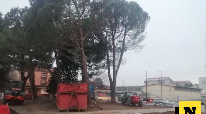 Merate, viale Verdi: abbattuto uno dei pini marittimi davanti al nido