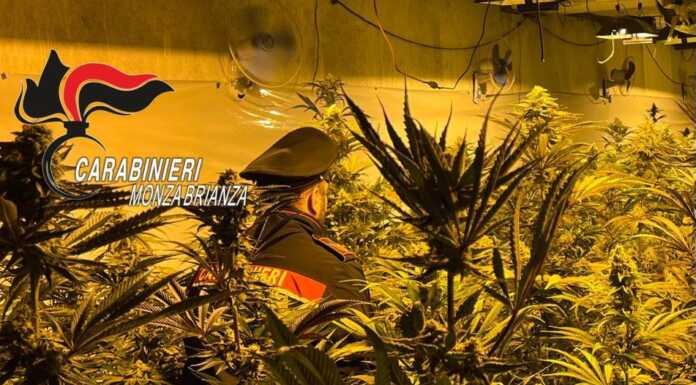 Due arresti e sequestro di 3000 piante di marijuana in un capannone di Monguzzo Monguzzo i Carabinieri sequestrano piante di canapa indiana