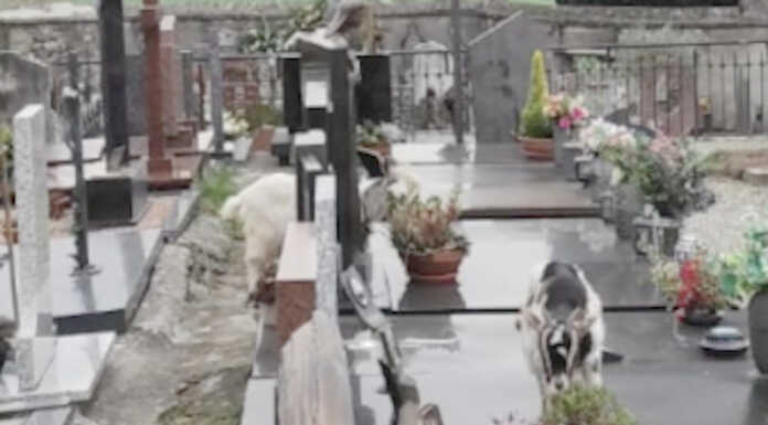 Olgiate: capre scappano dal “recinto” e finiscono al cimitero