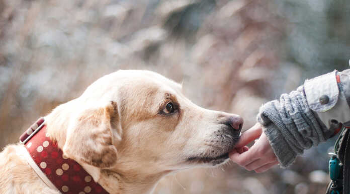 Bocconi avvelenati nel giardino di casa, cani salvi per miracolo cane