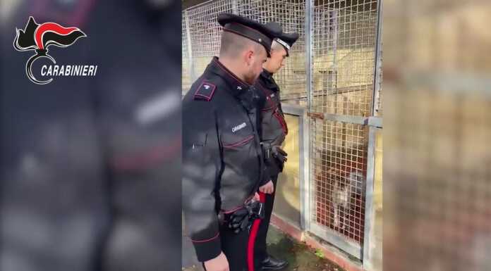 Pessime condizioni igieniche: sequestrato un canile a Cornaredo