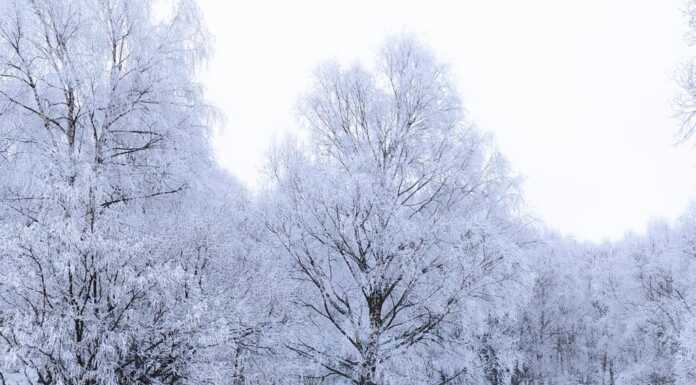 Alberi e arbusti coperti da aghi di ghiaccio: paesaggi incantati ai Piani d’Erna | FOTO