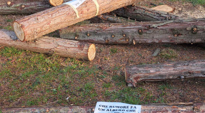 Cernusco, il comitato sugli alberi tagliati: “Macchè silenzio, la minoranza strumentalizza” Cernusco alberi tagliati