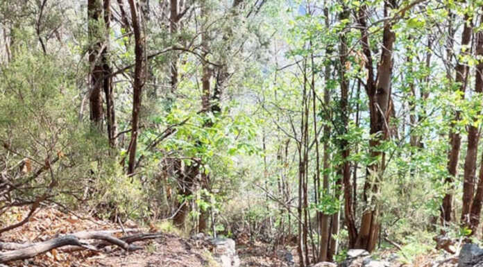 Dervio. Pulizia dei sentieri, il Comune cerca volontari Sentiero Dervio generica