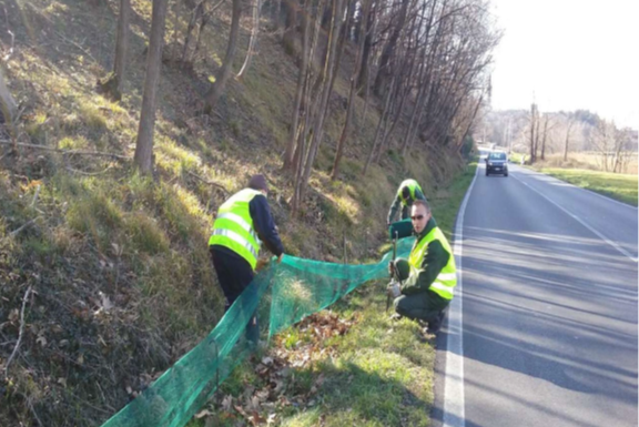 Salvataggio anfibi, in campo le Guardie Ecologiche Volontarie migrazione rospi volontari