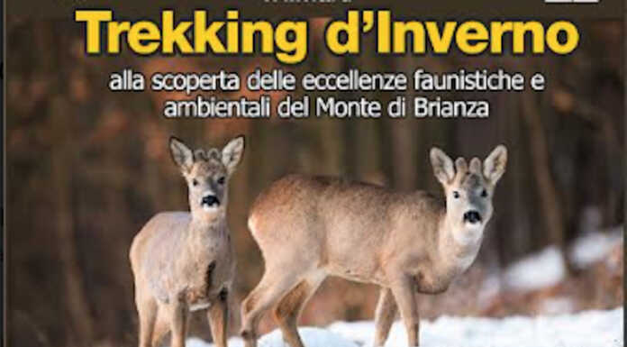 Trekking d’inverno sul Monte di Brianza il 26 febbraio