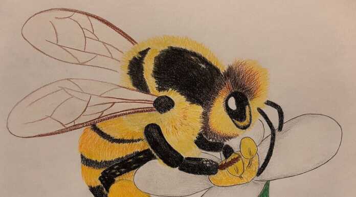 Con WWF Lecco, le scuole del territorio disegnano la natura Disegniamo la natura WWF Lecco