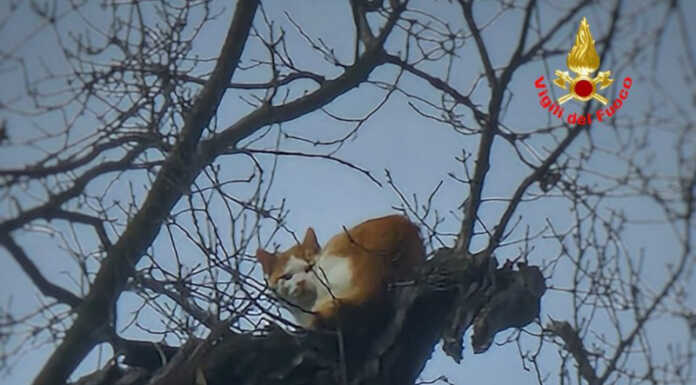 I Vigili del Fuoco salvano un gattino bloccato su una pianta Gatto bloccato a Torre de' Busi
