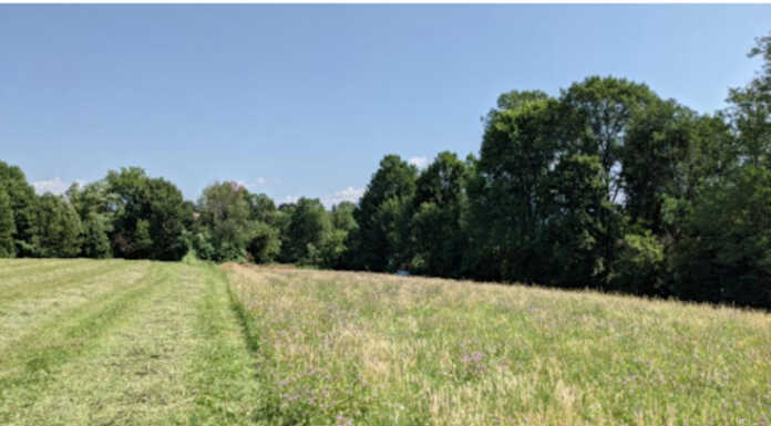 Merate vuole essere green: 1328 nuove piante con il parco del Bagolino Merate Bagolino