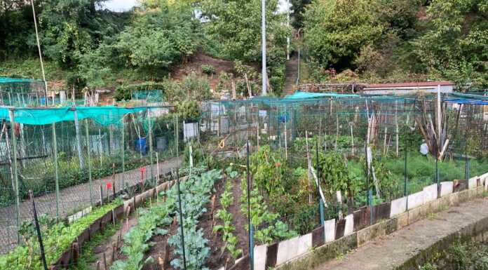 Civate. Aperto il bando assegnazione orti comunali 2025-2029 orti comunali