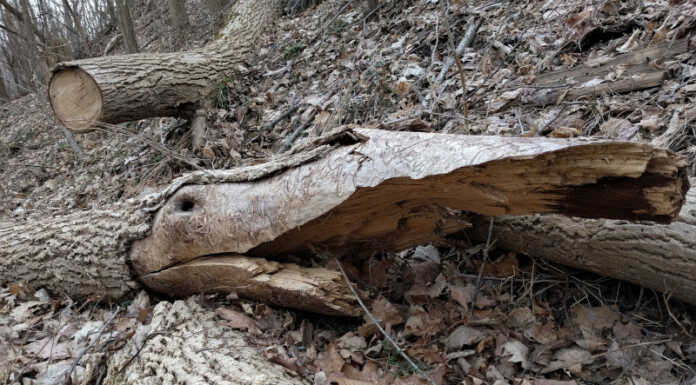 Sant’Omobono Terme, 69enne muore colpito da un albero Albero Caduto