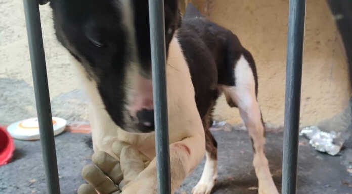 Cane sul balcone e in pessime condizioni: sequestrato da ATS