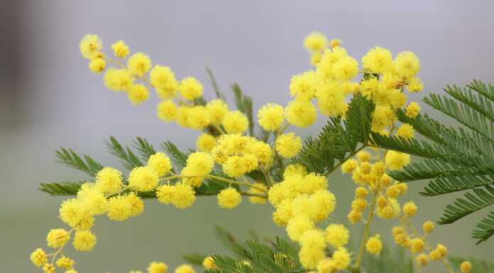 Giornata Internazionale della Donna, le iniziative a Lecco