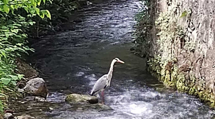(S)Punti di Vista. Aironi: protagonisti di molte foto suggestive Airone Cenerino