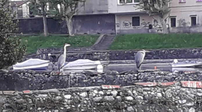 (S)Punti di Vista. Gli Aironi Cenerini trovano casa sull’isola Viscontea Aironi Cenerini
