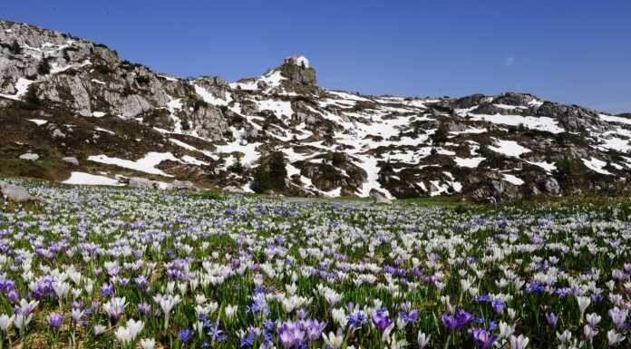Fotografia. Mauro Lanfranchi in gara con un’incredibile fioritura ad Artavaggio Fioritura ai Piani di Artavaggio di Mauro Lanfranchi