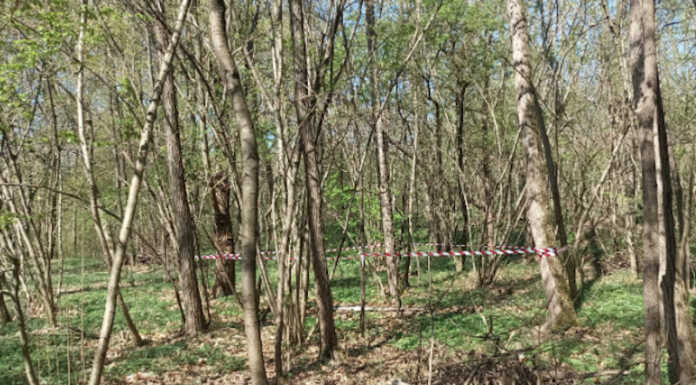 Montevecchia: lastre di amianto abbandonate nel bosco