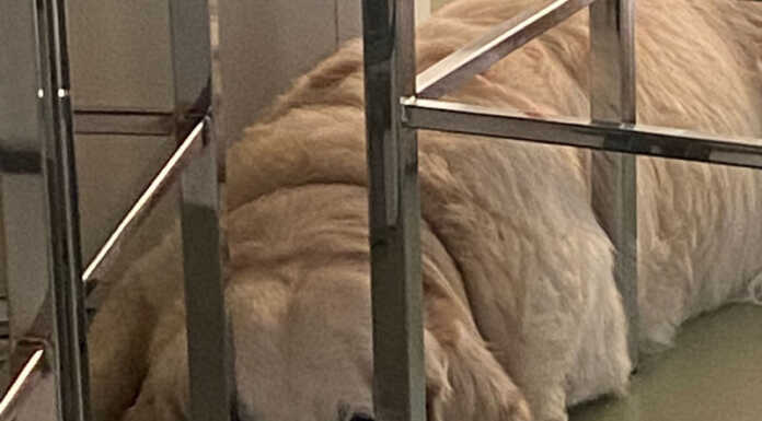 “Aiutateci a trovare il nostro Davy, Golden Retriver di colore chiaro” cane davy