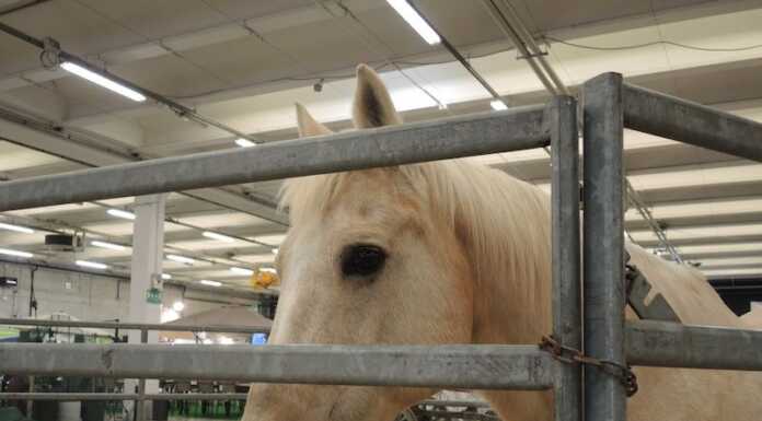 Si chiude Agrinatura: 30 mila presenze per la tre giorni a Lariofiere