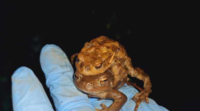 Rospi del Moregallo: sempre meno e mancano volontari per aiutarli a ‘migrare’