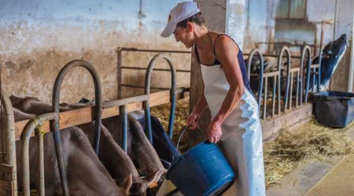 Cfpa Casargo: nuovo corso per gestire gli allevamenti e diventare casaro Erbe del Casaro Valle Brembana