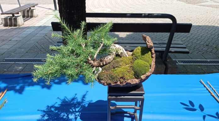Mostra Bonsai. Natura in miniatura esposta a Mandello Mostra Bonsai Mandello