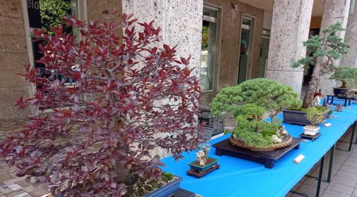 Lecco. L’arte giapponese del Bonsai arriva a Palazzo delle Paure Mostra Bonsai Mandello