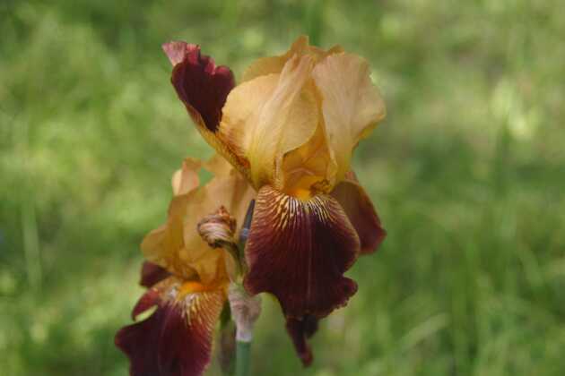 Iris giardino botanico villa de ponti