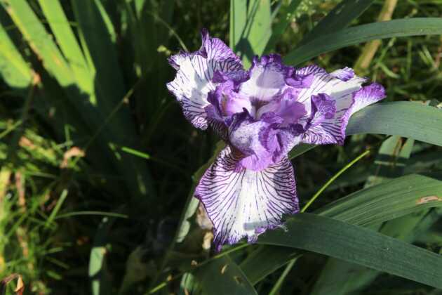 Iris giardino botanico villa de ponti