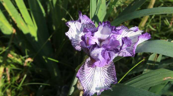 Al giardino botanico di Villa de Ponti una splendida fioritura di iris Iris giardino botanico villa de ponti