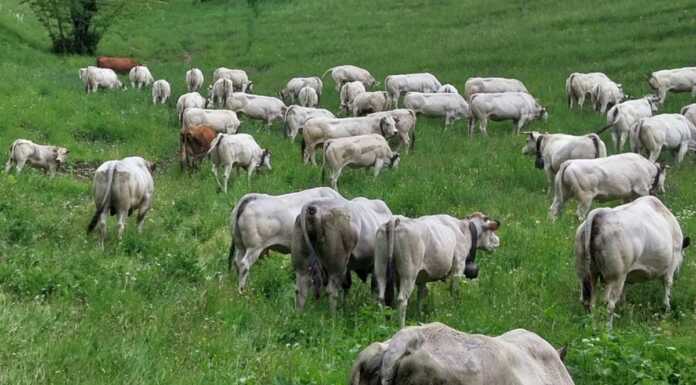 Transumanza: sessanta mucche e quindici cavalli all’Alpe di Desio Transumanza_Cremeno_Artavaggio_Antincendio