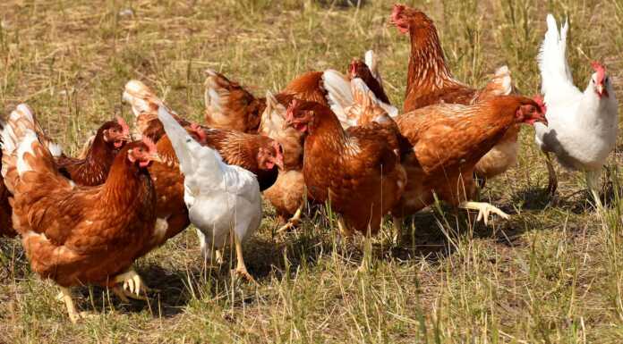 Mandello. Rubate 25 galline all’agriturismo “Zia Berta”: è la terza volta galline