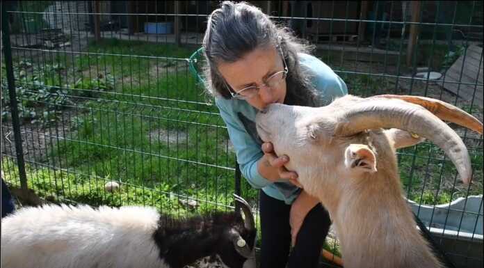 A Galbiate una seconda vita per gli animali salvati dal macello