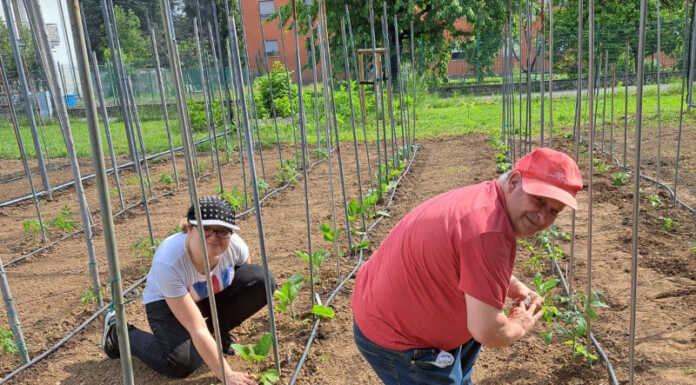 Merate. Continua il progetto ‘Orto nella Mente’, con una nuova serra Orto sociale volontariamente Merate
