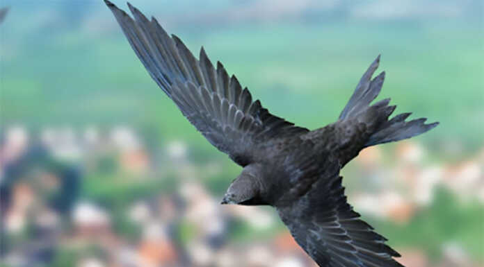 Nel lecchese riprende il progetto ‘Sulle ali dei rondoni’ : “Colonie a rischio”