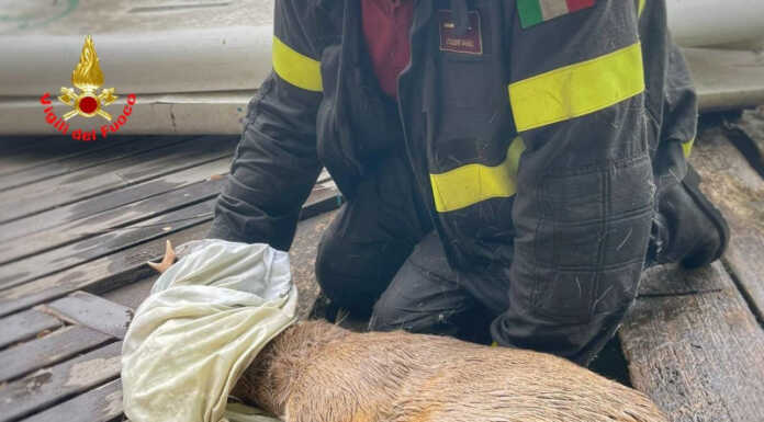Valmadrera. Capriolo finisce in acqua, recuperato dai pompieri Capriolo in acqua Vigili del Fuoco Valmadrera