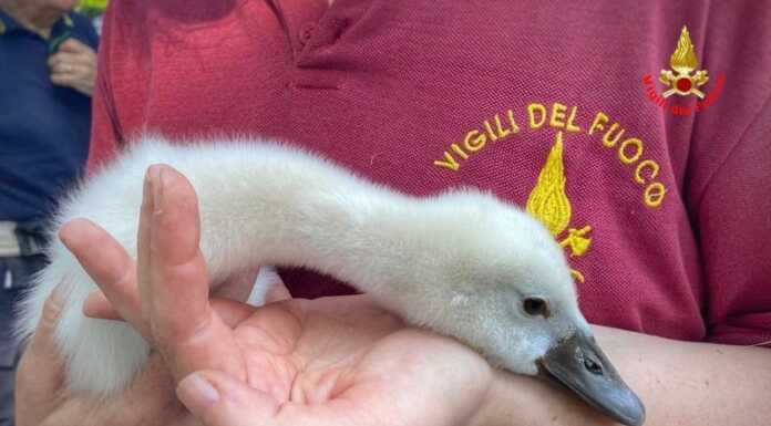 Bellano. Cuccioli in difficoltà, salvati dai Vigili del Fuoco Salvataggio cigni vigili del fuoco Bellano