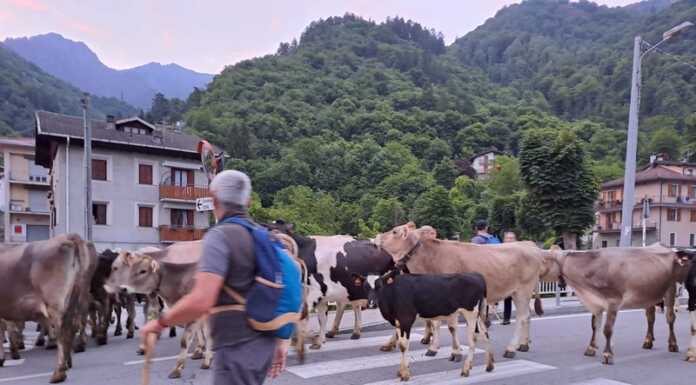 Valsassina. All’alba lo spettacolo della transumanza fino in Val Biandino Transumanza Val Biandino