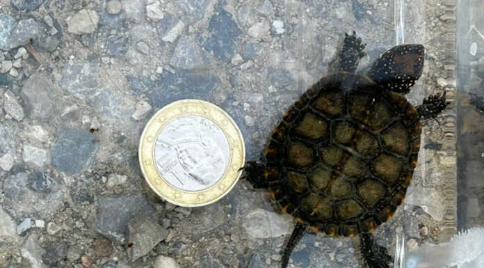 Parco del Curone: fiocco (rosa o azzurro?) per le tartarughe d’acqua dolce