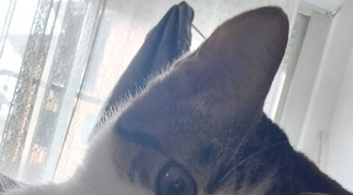 Gattino smarrito a Mandello: l’appello per ritrovare Mario Mario gattino smarrito Mandello