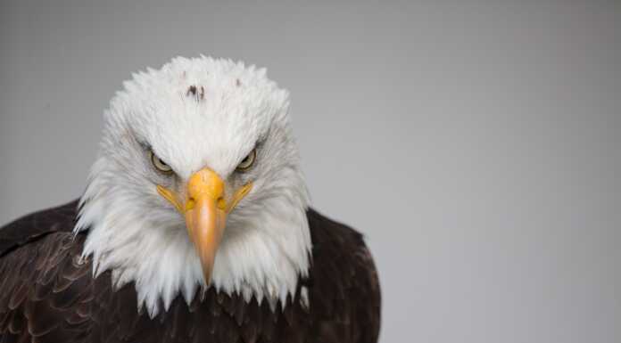 L’Aquila affila gli artigli. La Calcio Lecco farà ricorso al TAR Aquila