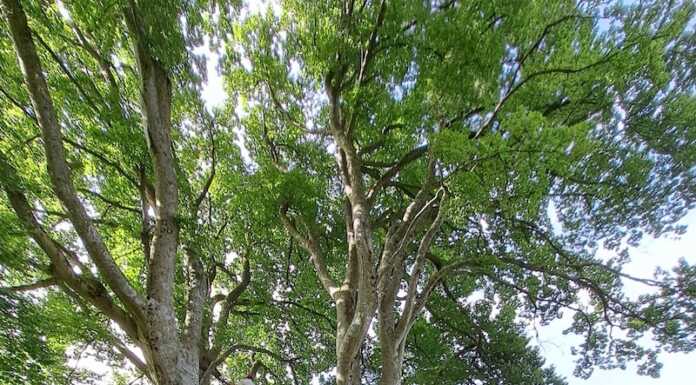 Casargo, interventi conservativi sul ‘Fodon’, il vecchio faggio della Val Marcia faggio fodon casargo