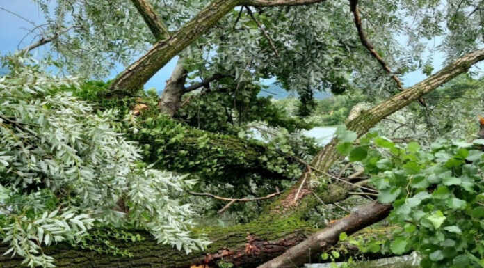 Merate, riserva di Sartirana chiusa dopo il nubifragio: al lavoro per la riapertura parziale