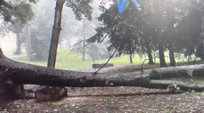 Merate, piante cadute nel Parco di Villa Confalonieri e al lago di Sartirana