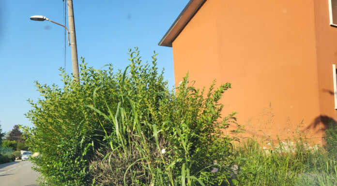 Merate, erba alta fuori dalle case popolari: il Comune multa l’Aler