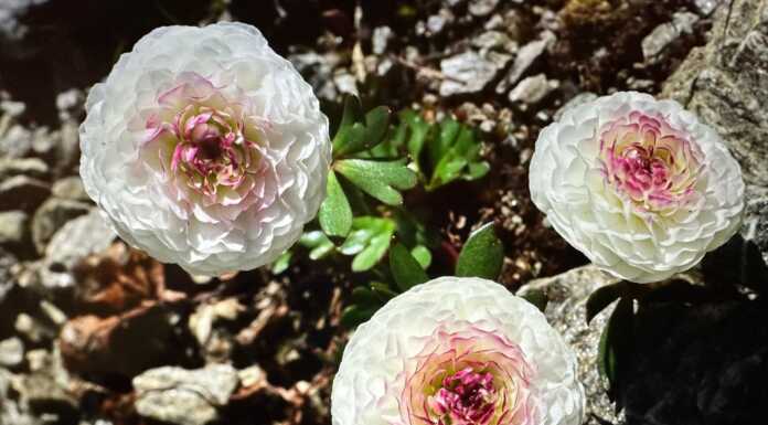 Fiore mai visto prima, lo scatto è del fotografo lecchese Lanfranchi Fiore Mauro Lanfranchi