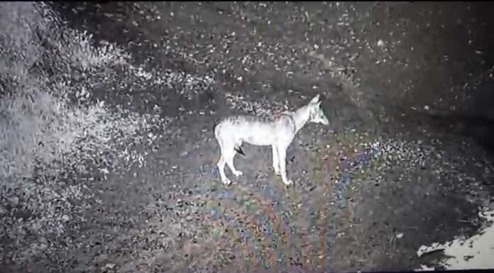 Lupi nel Lecchese, Zamperini (FdI): “La situazione va monitorata”