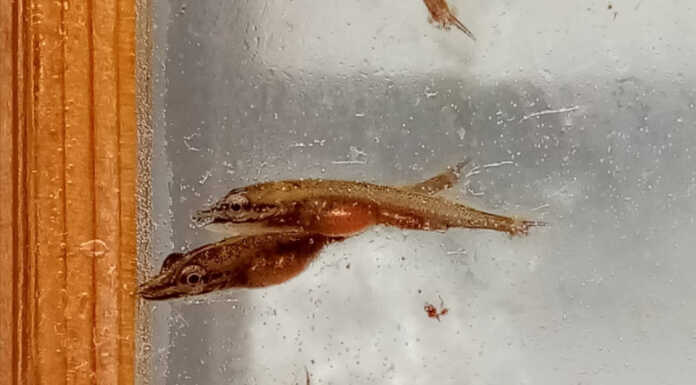 Pesca. Nuove ‘semine’ nel lago e nei torrenti lecchesi Pesca semine 2023 Fipsas