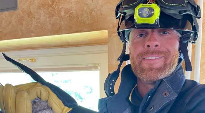 Olginate. Gufo incastrato nella canna fumaria, liberato dai vigili del fuoco | IL VIDEO